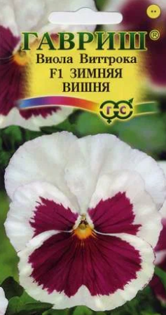 Виола Виттрока Зимняя Вишня  5шт/10, ГШцветы ВА В